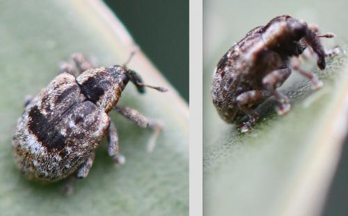 Stereonychus fraxini